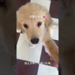 しつけの練習🐕#ゴールデンレトリバー #大型犬 #犬 #dog #shorts