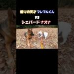 他犬との交流は上手に行いましょう #doglibre #ドッグトレーニング #犬のしつけ #シェパード #フレンチブルドッグ