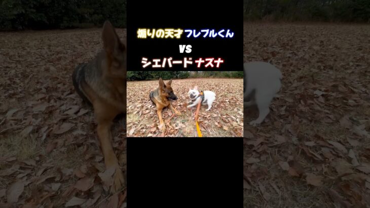 他犬との交流は上手に行いましょう #doglibre #ドッグトレーニング #犬のしつけ #シェパード #フレンチブルドッグ