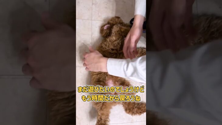 自由時間後も超テンションが高いトイプーさん　#犬のいる暮らし #犬のしつけ #dogshorts