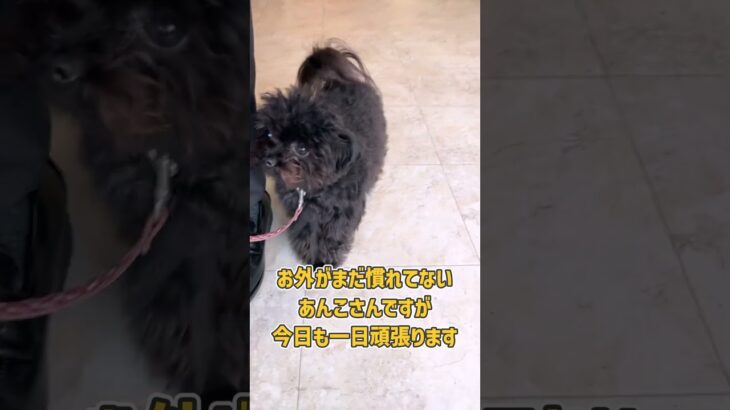 ミックス犬さんのお散歩トレーニング！#dogtraining #dogshorts #ミックス犬