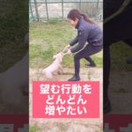 【ドッグトレーニング】正解の合図を様々なものにペアリングする #dogtraining #ドッグトレーナー #ドッグトレーニング #犬のトレーニング #犬のしつけ #犬のいる暮らし　#shorts