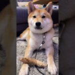 飼い主にからかわれるわんこ #柴犬 #shibainu #フードアグレッシブ #犬のしつけ