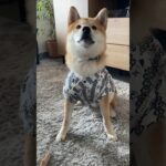 和服が似合うわんこ#柴犬 #shibainu #フードアグレッシブ #本気噛み #犬のしつけ