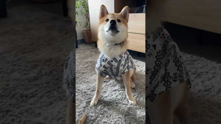 和服が似合うわんこ#柴犬 #shibainu #フードアグレッシブ #本気噛み #犬のしつけ