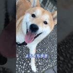 もう可愛いしか言えない🥹#柴犬 #shibainu #フードアグレッシブ #本気噛み #犬のしつけ