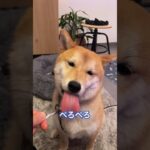 ココナッツヨーグルト大好きなわんこ✋#柴犬 #shibainu #フードアグレッシブ #本気噛み #犬のしつけ