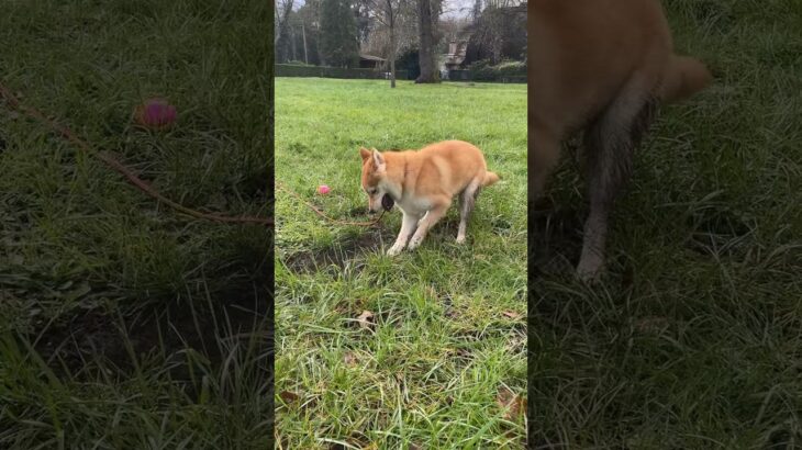 お宝見っ〜け🦴🍖#柴犬 #shibainu #フードアグレッシブ #本気噛み #犬のしつけ