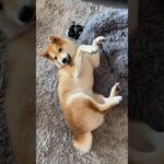 中途我に返るわんこ #柴犬 #shibainu #フードアグレッシブ #本気噛み #犬のしつけ