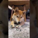 #柴犬 #shibainu #フードアグレッシブ #本気噛み #犬のしつけ