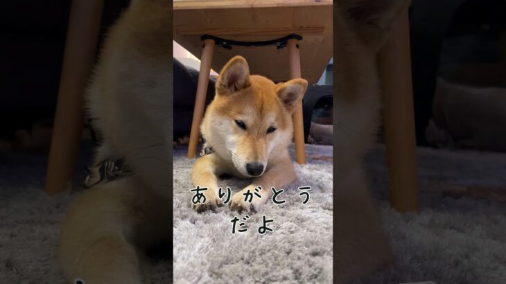 #柴犬 #shibainu #フードアグレッシブ #本気噛み #犬のしつけ