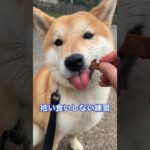 #柴犬 #shibainu #フードアグレッシブ #犬のしつけ