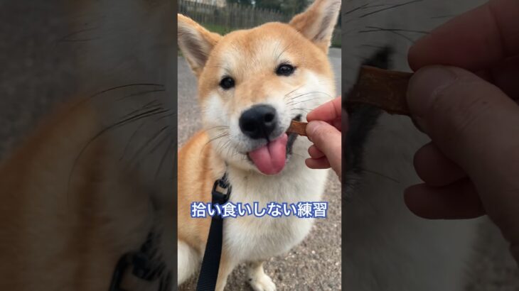 #柴犬 #shibainu #フードアグレッシブ #犬のしつけ