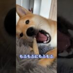 寝方がおかしいわんこ #柴犬 #shibainu  #フードアグレッシブ #本気噛み #犬のしつけ