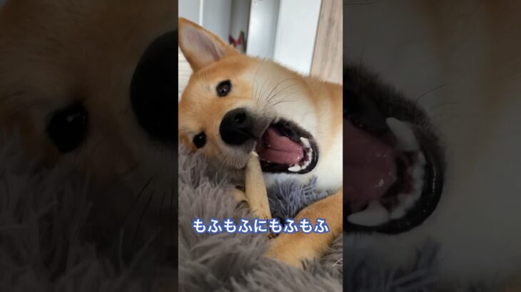 寝方がおかしいわんこ #柴犬 #shibainu  #フードアグレッシブ #本気噛み #犬のしつけ