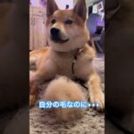 飼い主のいたずら #柴犬 #shibainu #フードアグレッシブ #本気噛み #犬のしつけ