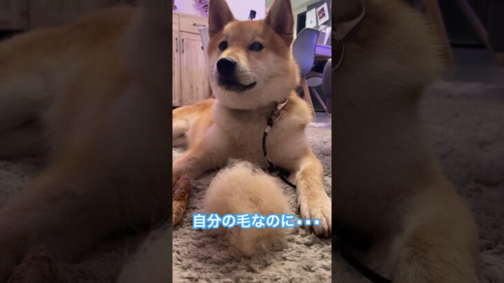 飼い主のいたずら #柴犬 #shibainu #フードアグレッシブ #本気噛み #犬のしつけ