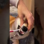 プレデター🤣　#柴犬 #shibainu #フードアグレッシブ #本気噛み #犬のしつけ