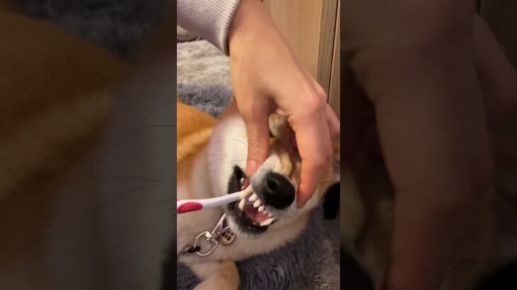 プレデター🤣　#柴犬 #shibainu #フードアグレッシブ #本気噛み #犬のしつけ