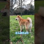 何にでも興味津々😕#柴犬 #shibainu #フードアグレッシブ #本気噛み #犬のしつけ