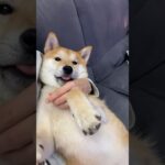 まだまだ甘えん坊なわんこ　#柴犬 #shibainu #フードアグレッシブ #本気噛み #犬のしつけ