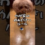 犬にめんどくさいルールを躾けてみました#犬のしつけ #犬のいる暮らし #short