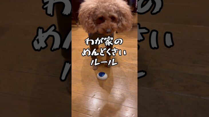 犬にめんどくさいルールを躾けてみました#犬のしつけ #犬のいる暮らし #short