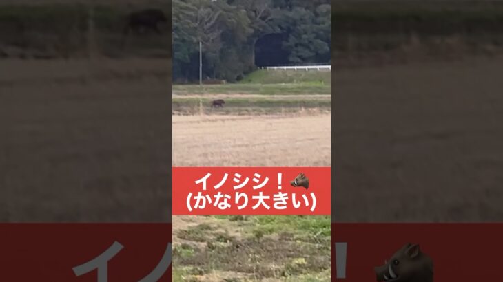 【ドッグトレーニング】元狩猟犬がイノシシに会ったとき… #ドッグトレーニング #犬のトレーニング #犬のしつけ #犬のいる暮らし #イノシシ #犬のいる生活   #shorts