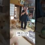 犬嫌いがしつけをしようとしたら… #犬　#ゴールデンレトリバー　#大型犬　#可愛い犬 #shorts