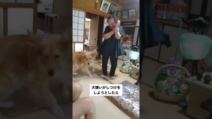 犬嫌いがしつけをしようとしたら… #犬　#ゴールデンレトリバー　#大型犬　#可愛い犬 #shorts