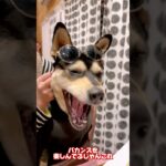 愛犬のイケメン計画　#保護犬 #犬のいる暮らし #犬のしつけ #shorts