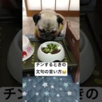 文句を言いながらチンしてくれるパグ　#パグ　#しつけ　#賢い　#犬　#shorts