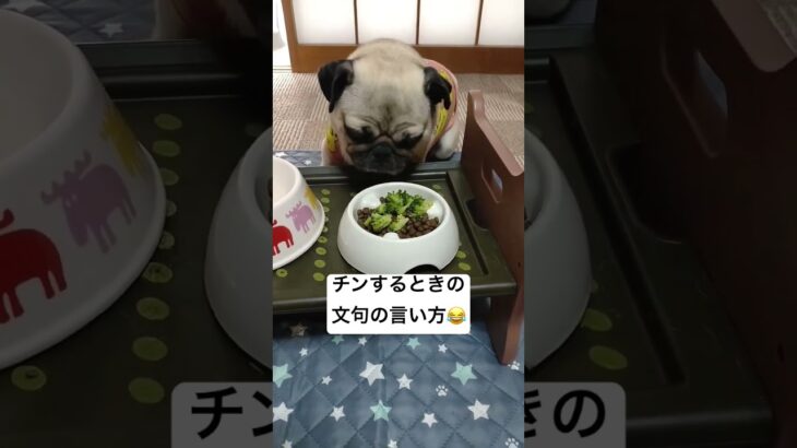 文句を言いながらチンしてくれるパグ　#パグ　#しつけ　#賢い　#犬　#shorts