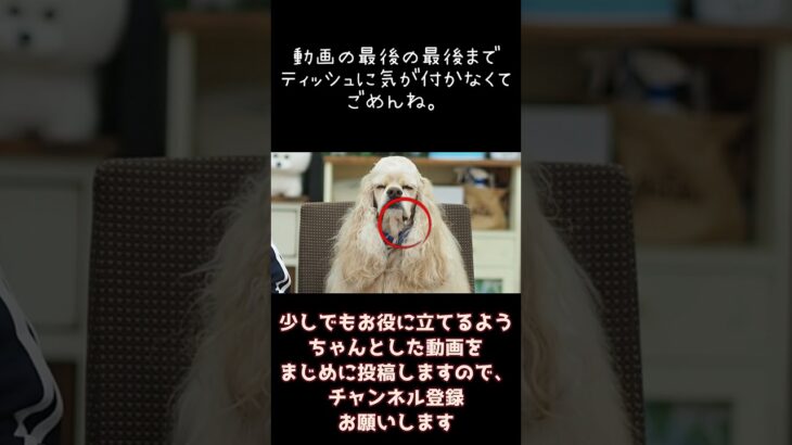 犬のしつけチャンネル。次回の動画は大失敗で撮影し直します #shorts