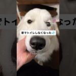 【大型犬のしつけ】サークルを撤去したら家でトイレをしなくなった#グレートピレニーズ #大型犬 #shorts