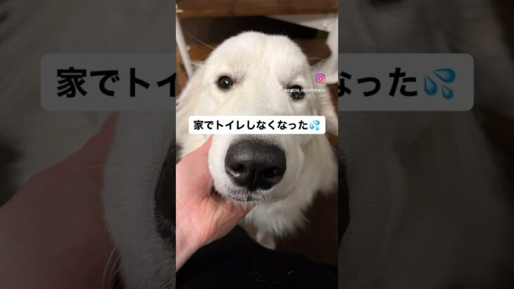 【大型犬のしつけ】サークルを撤去したら家でトイレをしなくなった#グレートピレニーズ #大型犬 #shorts