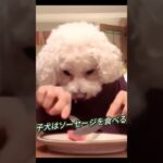 子犬はソーセージを食べる #かわいい犬 #しつけ #しっぽ #shorts