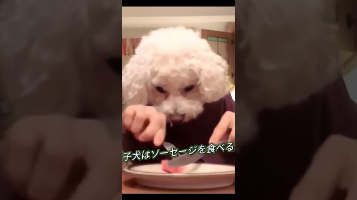 子犬はソーセージを食べる #かわいい犬 #しつけ #しっぽ #shorts