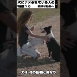 犬にナメられる人の特徴１０−２ #shorts  #dog  #犬のしつけ