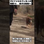 犬にナメられる人の特徴１０−３ #shorts  #dog  #犬のしつけ