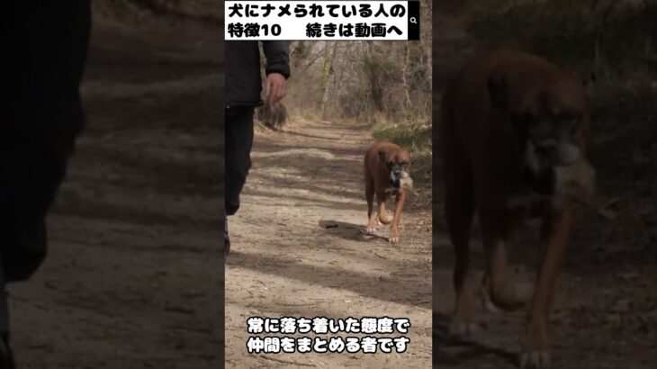 犬にナメられる人の特徴１０−３ #shorts  #dog  #犬のしつけ