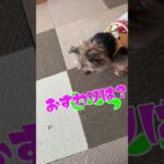 【わんこ】なかなかしつけの行き届いていないわんこです（飼い主のせい）笑 #shorts #犬 ＃ヨーキー#dog #待て