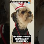 【特に重要な犬のしつけのコツ１０】 #shorts  #dog  #犬のしつけ