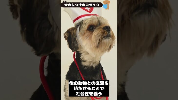 【特に重要な犬のしつけのコツ１０】 #shorts  #dog  #犬のしつけ