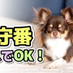 愛犬の留守番を安心・安全にする方法｜犬のしつけ・注意点・ストレス対策