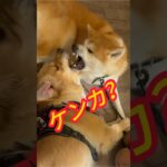 コレやらしといて大丈夫？#しつけ教室 #犬の喧嘩#止めれる飼い主#しつけ #じゃれあい#秋田犬#ゴールデンレトリバー