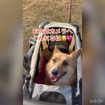 手押し車(カート)に乗れるまでのプロセス#コーギー #犬 #しつけ