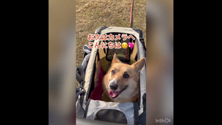 手押し車(カート)に乗れるまでのプロセス#コーギー #犬 #しつけ