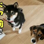 【柴犬】【ビーグル犬】【しつけ】散歩から帰宅し、飼い主が柴犬とビーグル犬に室内に入る為に必要な事を毎日コツコツとしている事。