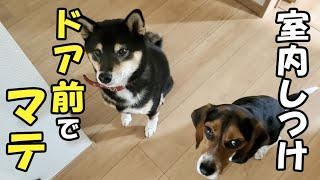 【柴犬】【ビーグル犬】【しつけ】散歩から帰宅し、飼い主が柴犬とビーグル犬に室内に入る為に必要な事を毎日コツコツとしている事。